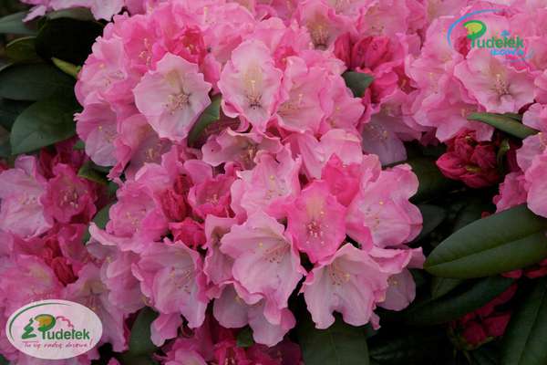 Rhododendron Polaris